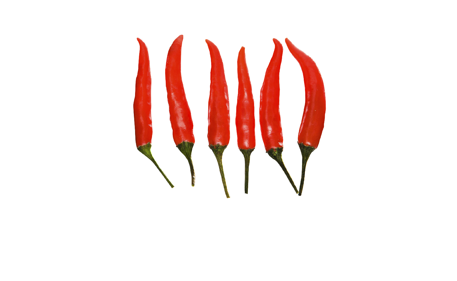 Logo Opera Rifko Verlag
